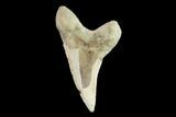 Fossil Shark (Cretoxyrhina) Tooth - Kansas #134848-1